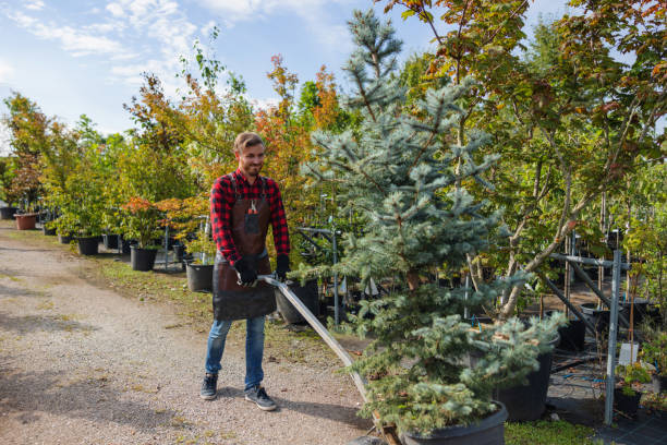 The Steps Involved in Our Tree Care Process in Brigantine, NJ